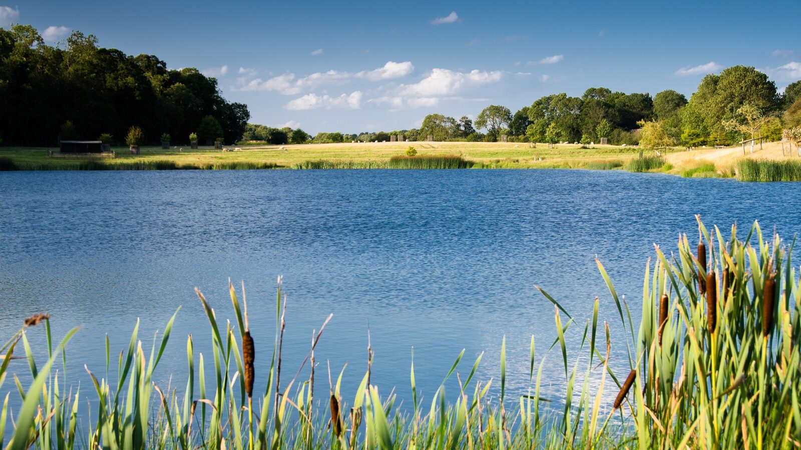 A tranquil lake surrounded by green reeds and trees under a blue sky with scattered clouds, perfect for an eco-friendly retreat or Nest Glamping experience.