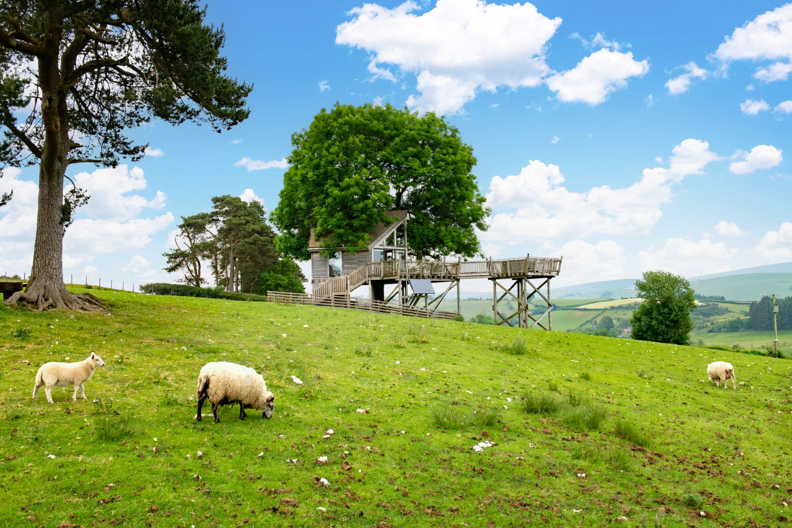 A hillside in Wales invites you to a tranquil staycation, with sheep grazing on lush green grass, a charming wooden treehouse nestled among trees, and a blue sky dotted with clouds as your backdrop.