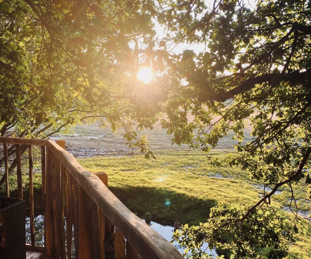 Sunlight filtering through tree leaves casts dancing shadows on the grassy ground beneath the branches, gently illuminating a wooden deck with a small pond nearby.