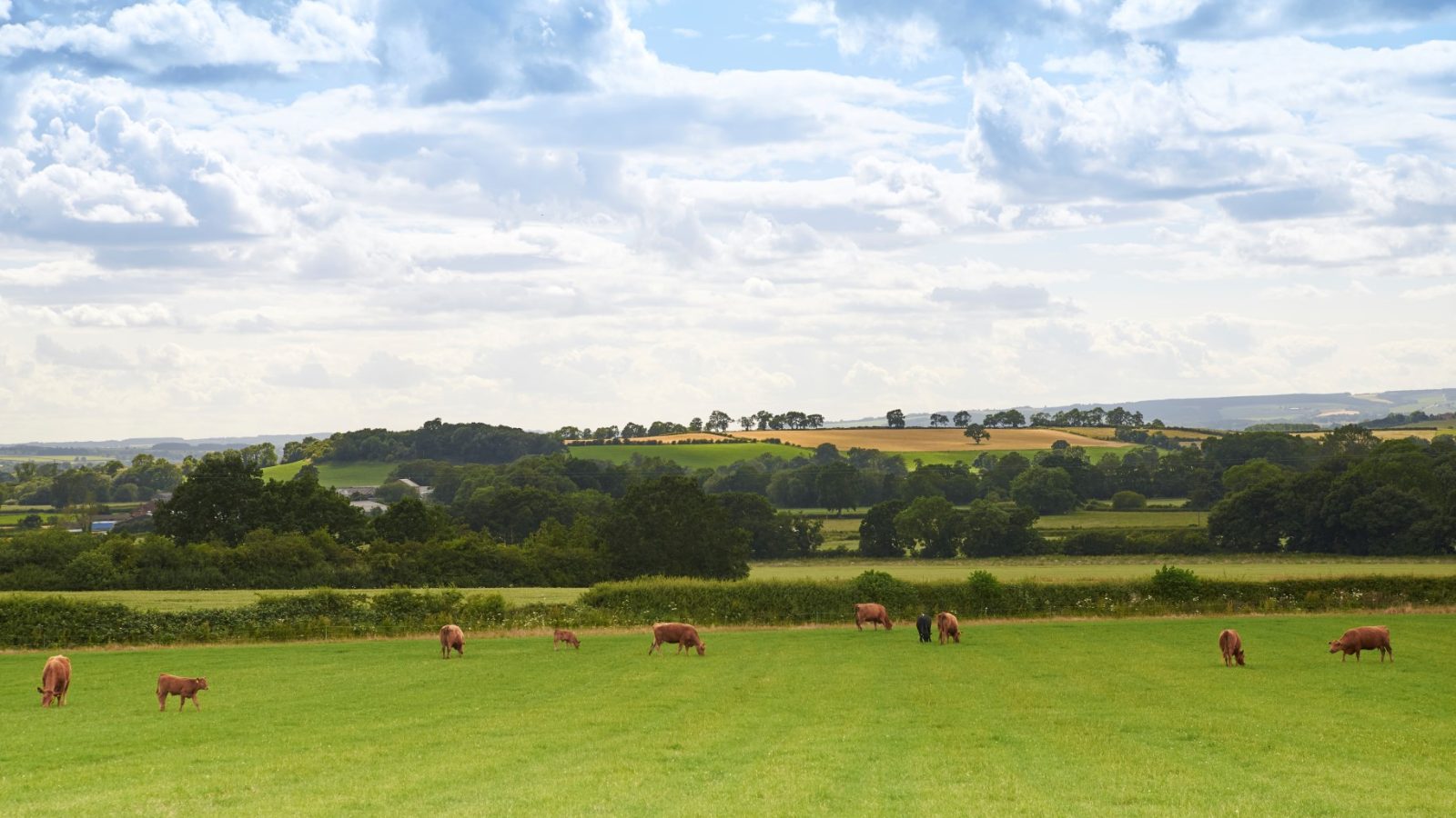 Cows grazing in a lush, green field with rolling hills and a partly cloudy sky in the background, reminiscent of the idyllic landscapes of Yorkshire.