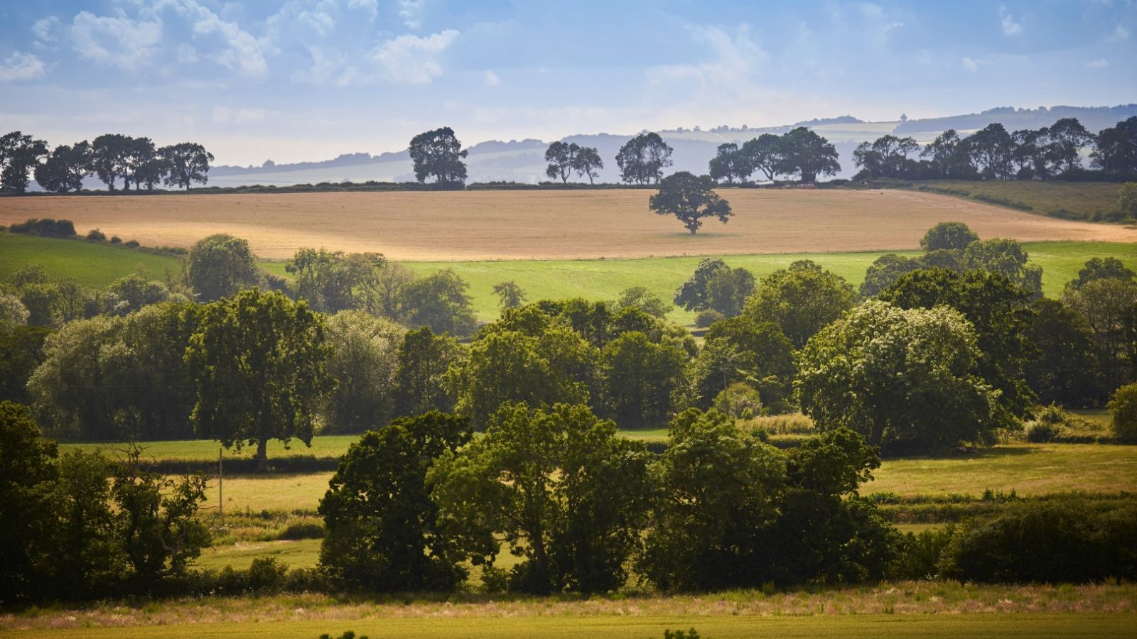 A scenic view of the Yorkshire countryside, featuring fields and scattered trees under a blue sky with clouds.