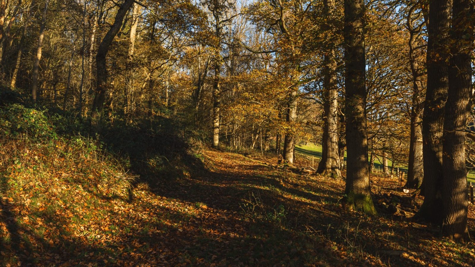 Sunlit forest path with tall trees and scattered leaves at Pontypinna Hideaways, showcasing a serene natural setting.