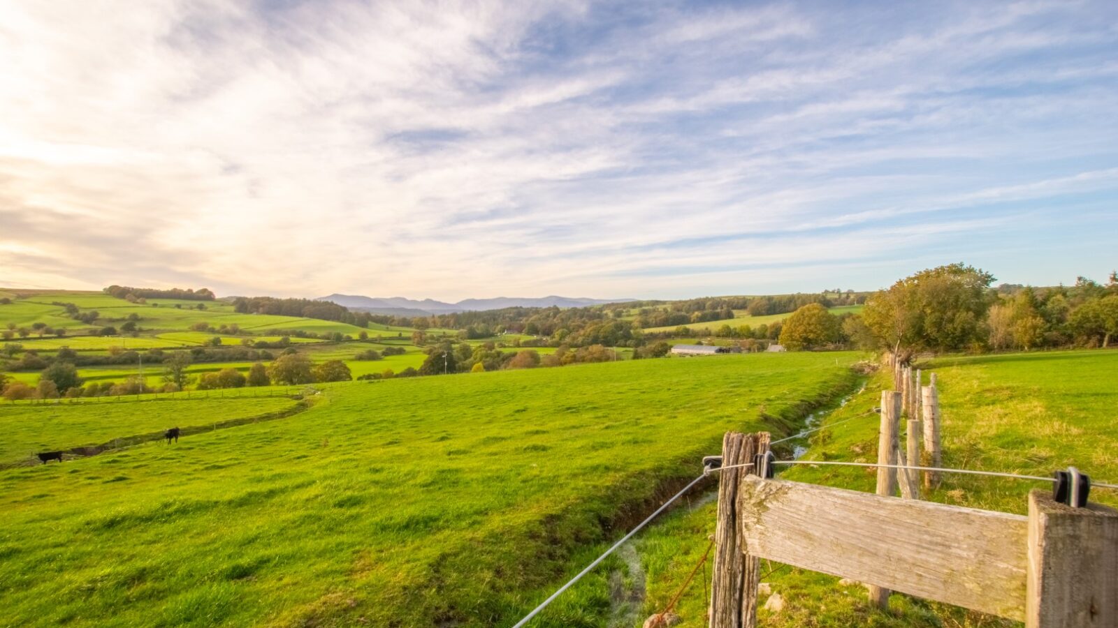 Rolling hills with green pastures under a partly cloudy sky, bordered by a wooden fence, and cattle in the distance create the perfect backdrop for a glamping adventure at Porth Eryri.