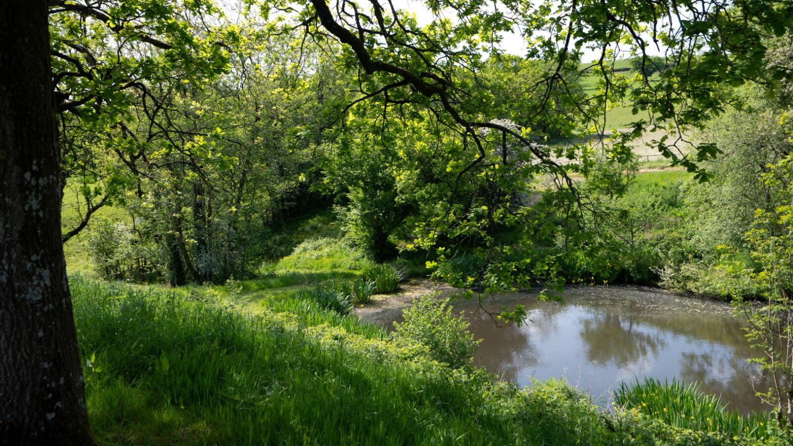 Nestled within a lush green landscape, Pond View Lodges offer a serene escape with stunning views of trees and a small pond under the bright sky, surrounded by dense foliage and grassy terrain.