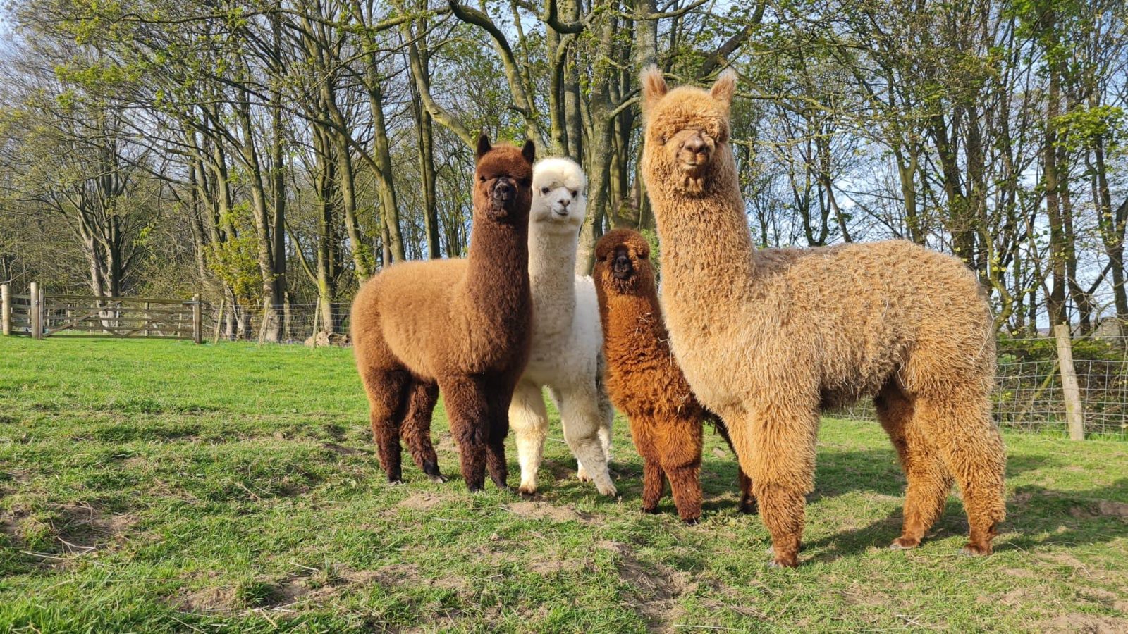 Four alpacas graze on grass at Howgill Lodge, in a fenced area surrounded by trees and a clear blue sky.