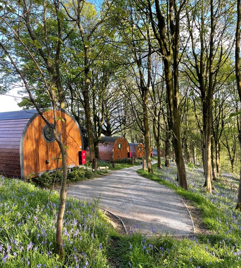 A scenic path winds through a forested area at Catgill Farm, featuring several wooden cabins. The ground is covered in green foliage and purple flowers. Tall trees with budding leaves create a tranquil atmosphere under the bright blue sky, perfect for a serene farm stay in the Yorkshire Dales.