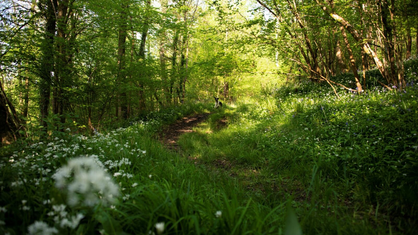 A narrow dirt path winds through the Arcadian landscape of Westley Farm, threading its way through a lush, green forest adorned with wildflowers and sun-dappled trees.