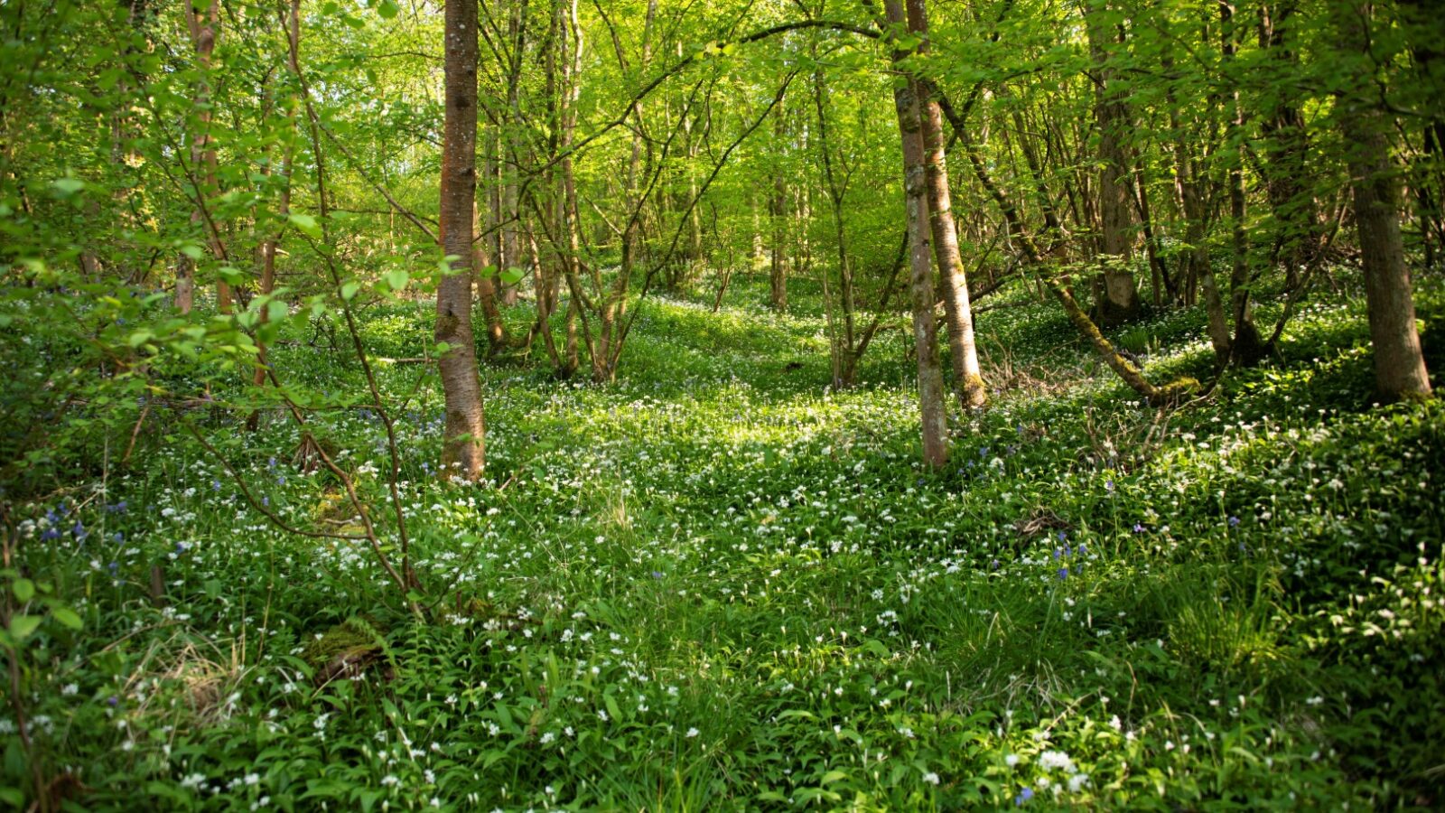 The lush green forest at Westley Farm boasts tall trees, with a carpet of white wildflowers blanketing the ground under the Arcadian sunlight.