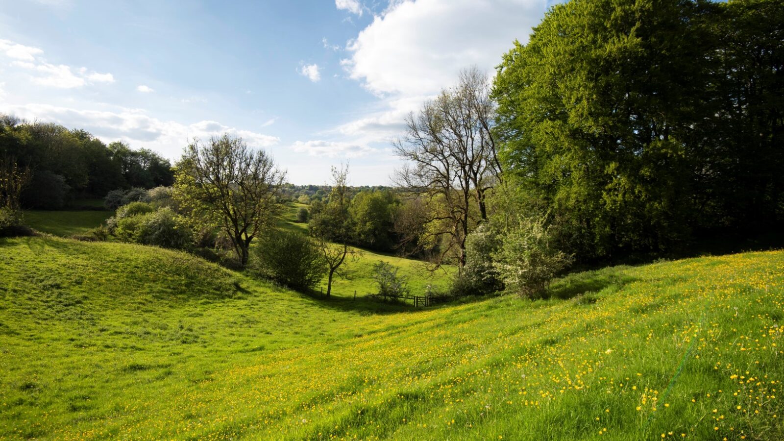 Nestled in the heart of Arcadia, a green meadow with yellow wildflowers stretches gracefully, surrounded by trees under a blue sky with clouds — the picturesque charm of Westley Farm.