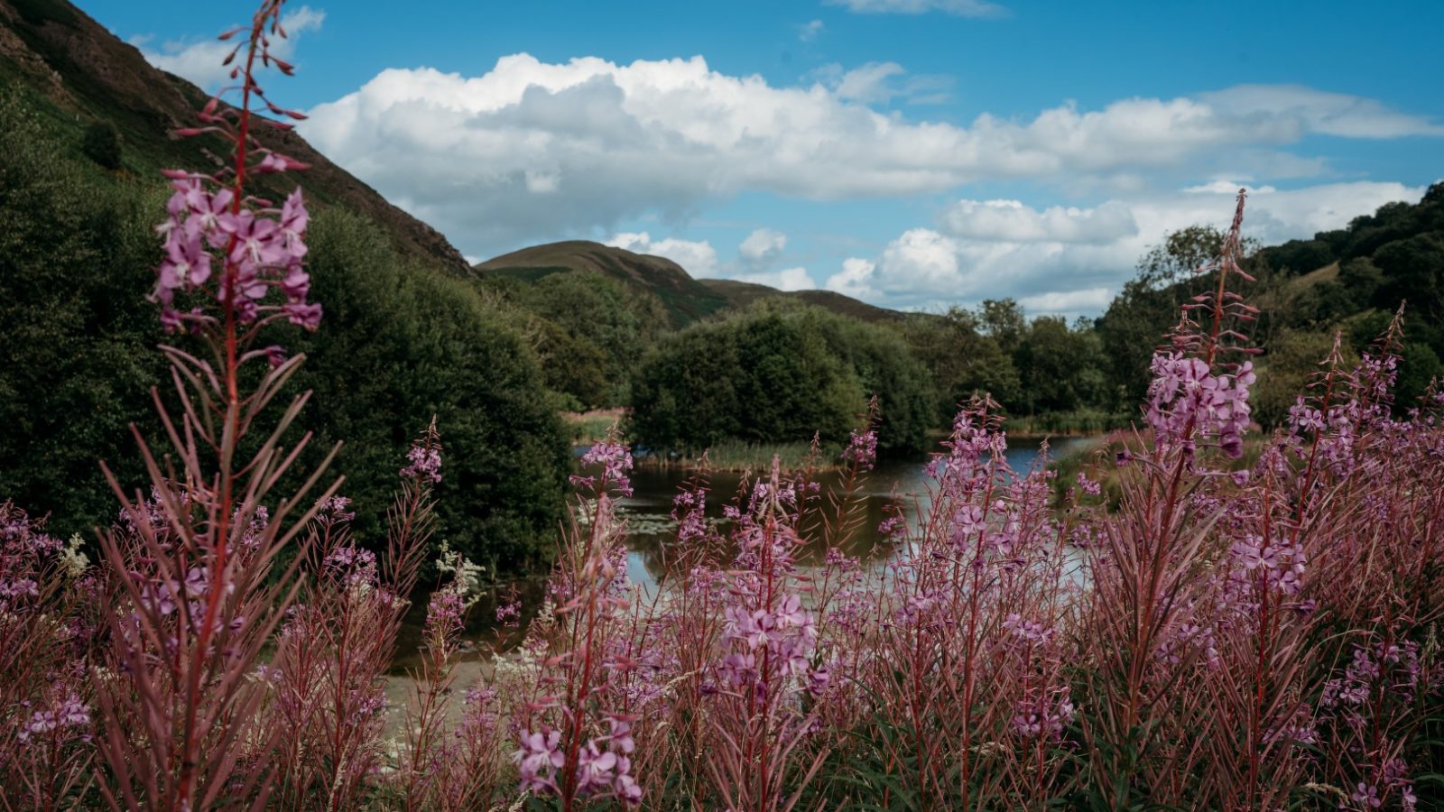 A scenic view from Cwm Chwefru Cottages showcases a lush landscape with pink wildflowers in the foreground. Rolling hills and dense green trees encircle a serene body of water under a bright blue sky dotted with fluffy clouds.