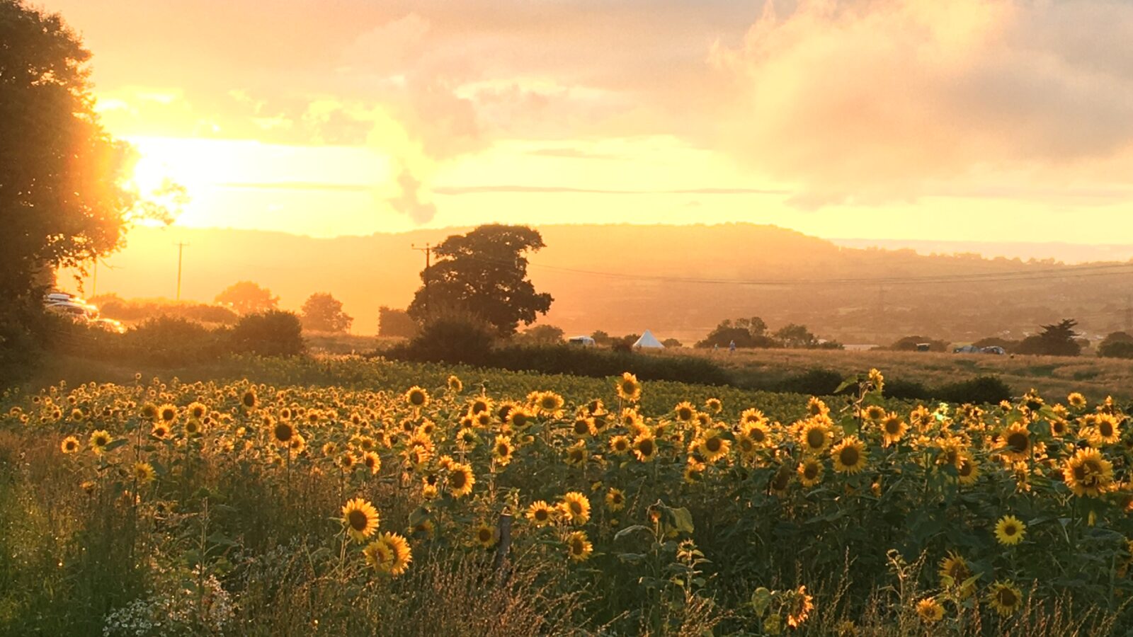 A field of sunflowers at sunset with a tree silhouette on the horizon and orange clouds in the sky evokes the serene charm of Coppet Hill.