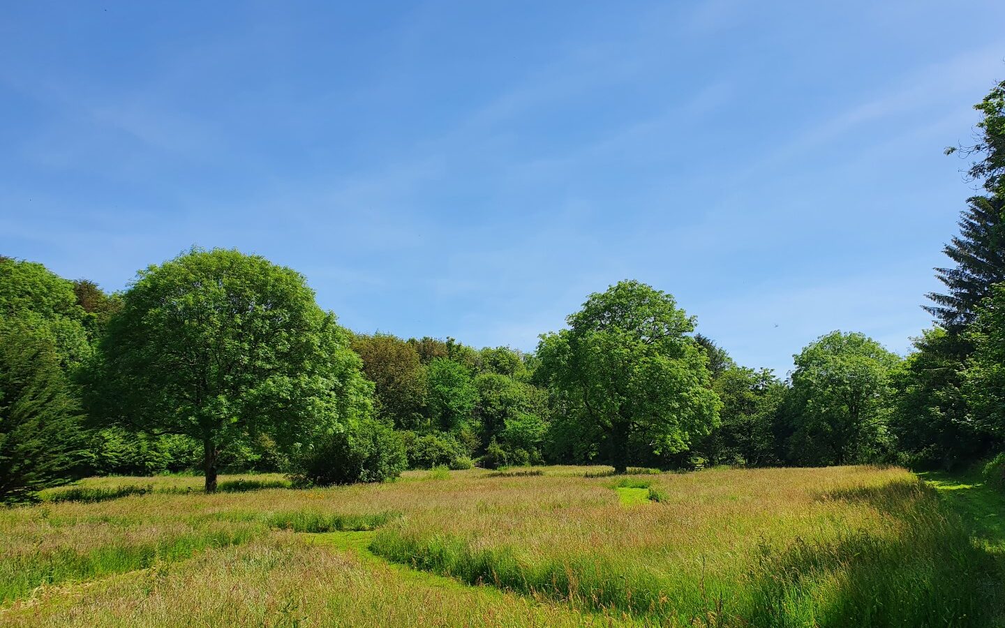 A lush, green meadow in Devon under a clear blue sky. Tall grass fills the field, surrounded by vibrant trees. Sunlight casts gentle shadows, creating a serene and peaceful landscape reminiscent of a cosy cowshed retreat.