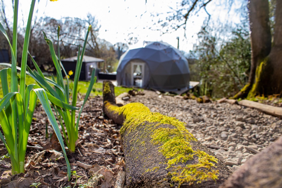 Moss-covered log on a gravel path leads to a geodesic dome structure, a signature of Woodland Escapes, with daffodils and trees in the background.