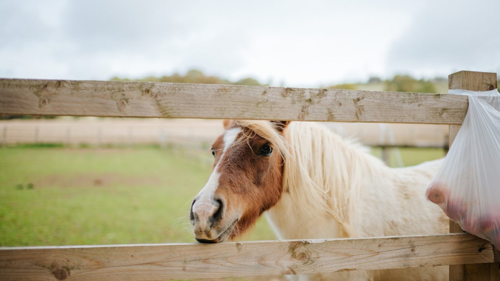 A brown and white pony gazes through a wooden fence at Chicken Shed Lodge, with a grassy field visible in the background.