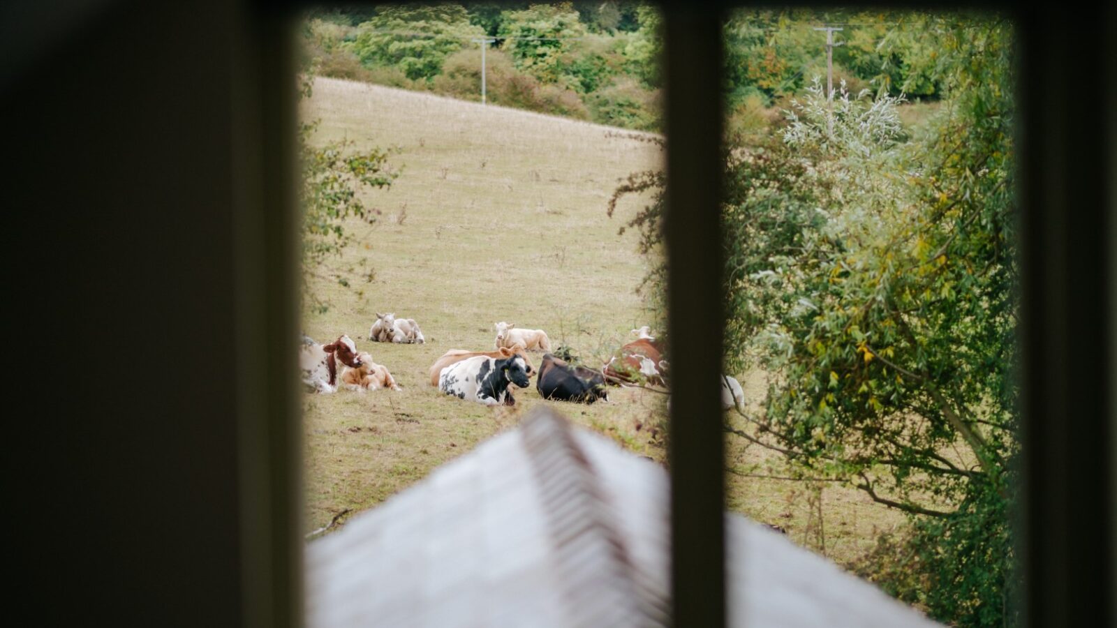 Through the window at Bob's Lodge, cows lie and graze in a grassy field, with trees adorning the backdrop.