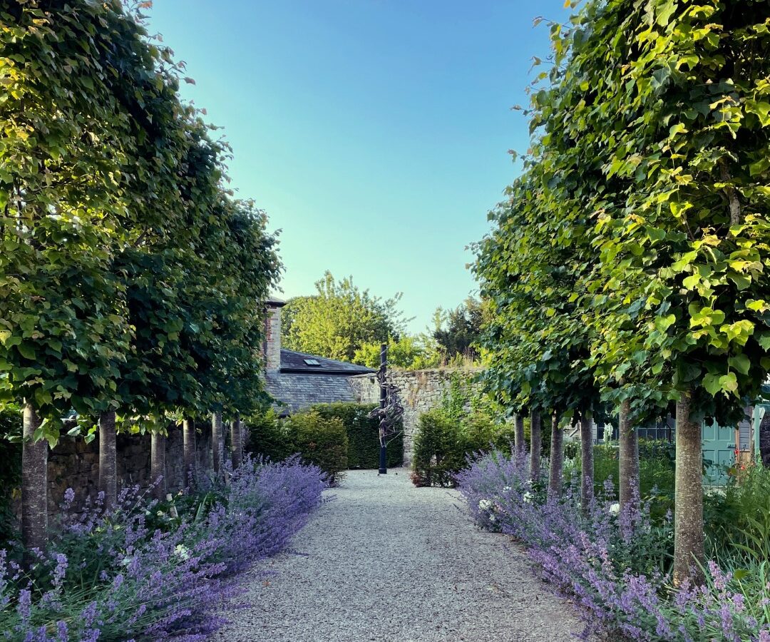 A gravel path lined with tall, pruned trees and lavender plants leads to a stone building under a clear blue sky, offering a peaceful laundry retreat for visitors seeking tranquility and clean clothes.