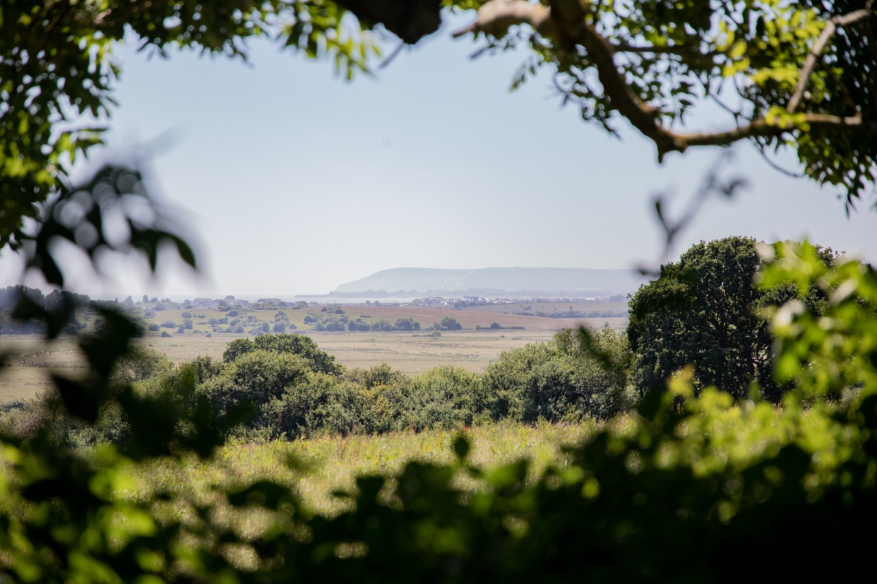 Scenic view of a distant landscape framed by tree branches. The image captures a wide expanse of green fields and trees, with a hazy outline of hills in the background under a clear blue sky—an ideal spot for glamping in the tranquil Barnhorn countryside.