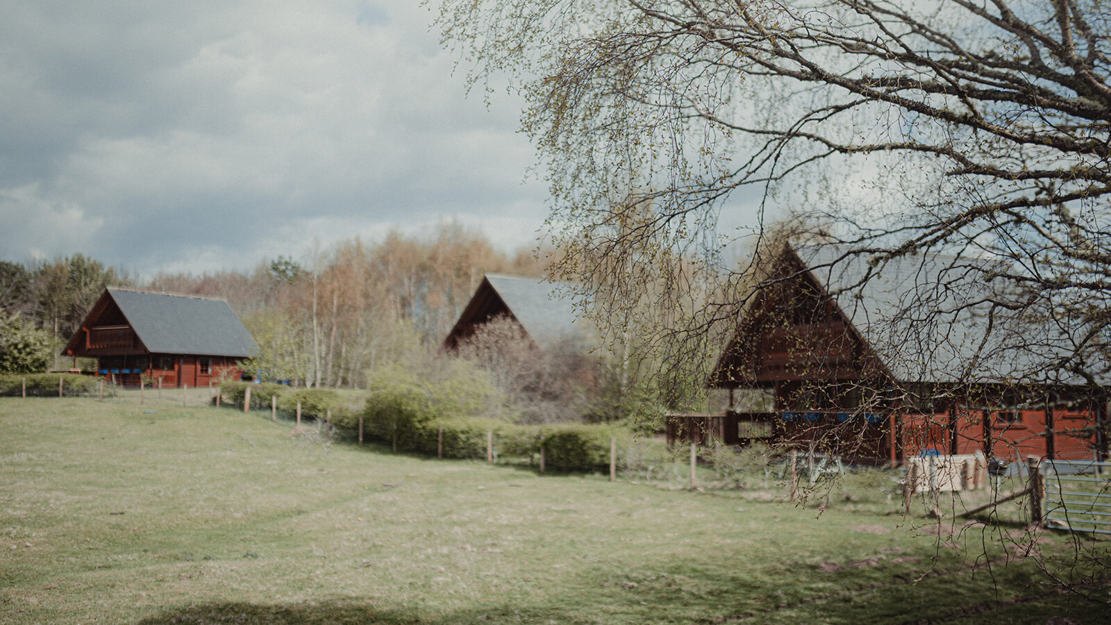 A serene countryside scene features three wooden lodges with sloped roofs, scattered across a grassy field under the big sky. The houses are surrounded by sparse trees and bushes, while a partially bare tree branch stretches across the right side of the image under a partly cloudy sky.