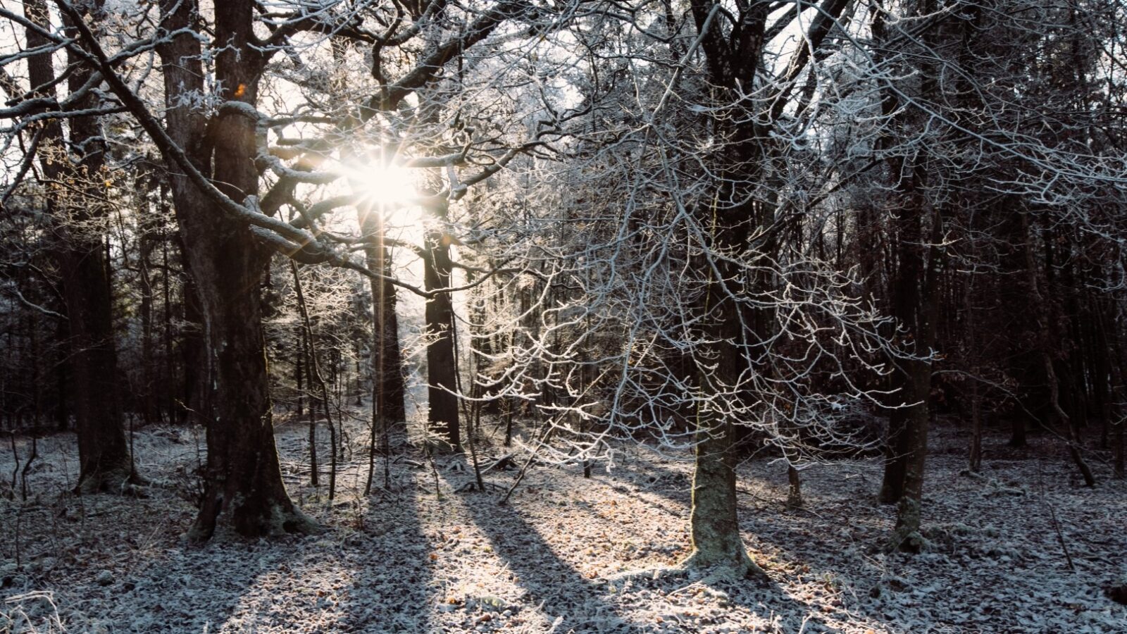 Sunlight streams through the bare branches of tall trees in Cleugh Foot forest, casting long shadows on the frosty ground. The scene captures the quiet and serene beauty of a winter morning.