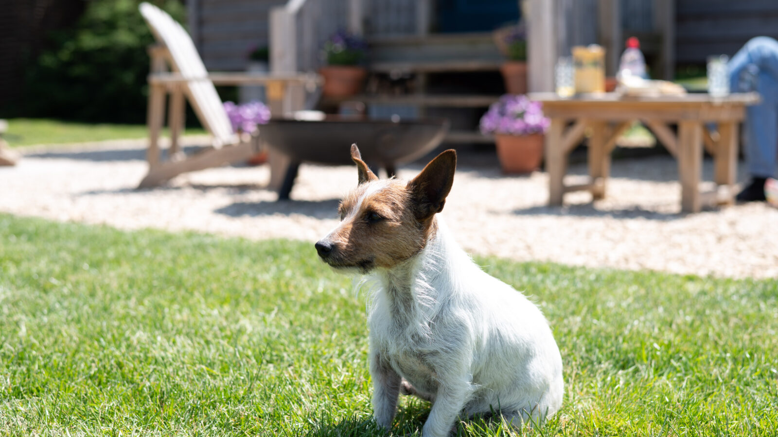 A small white dog with brown patches sits on the grass in a garden. The background features wooden deck chairs, a fire pit, and a wooden building with plants in pots reminiscent of Shepherd Huts. Sunlight bathes the scene, creating a warm and relaxed atmosphere.