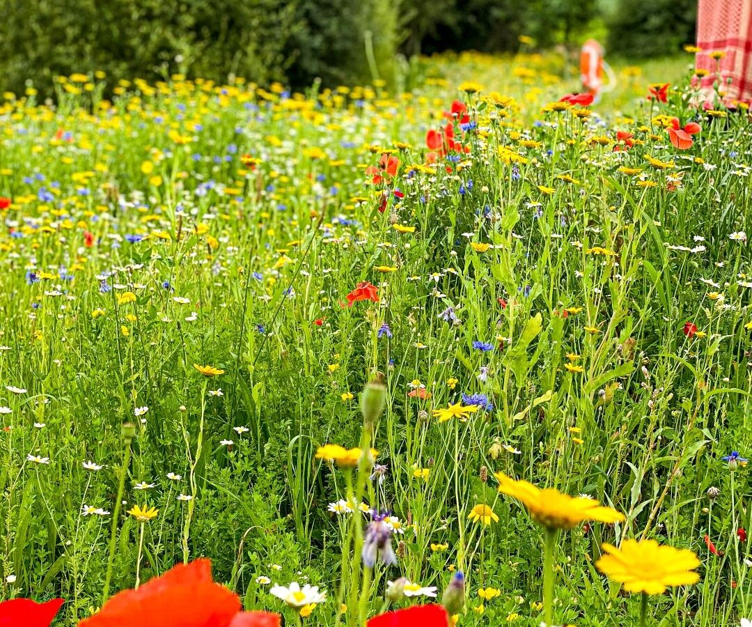 A person in a red dress stands in a lush, colorful wildflower meadow at Coppet Hill. The foreground features various flowers such as red poppies and yellow daisies against a backdrop of green foliage and trees, with the person blurred and gazing downward to the right.