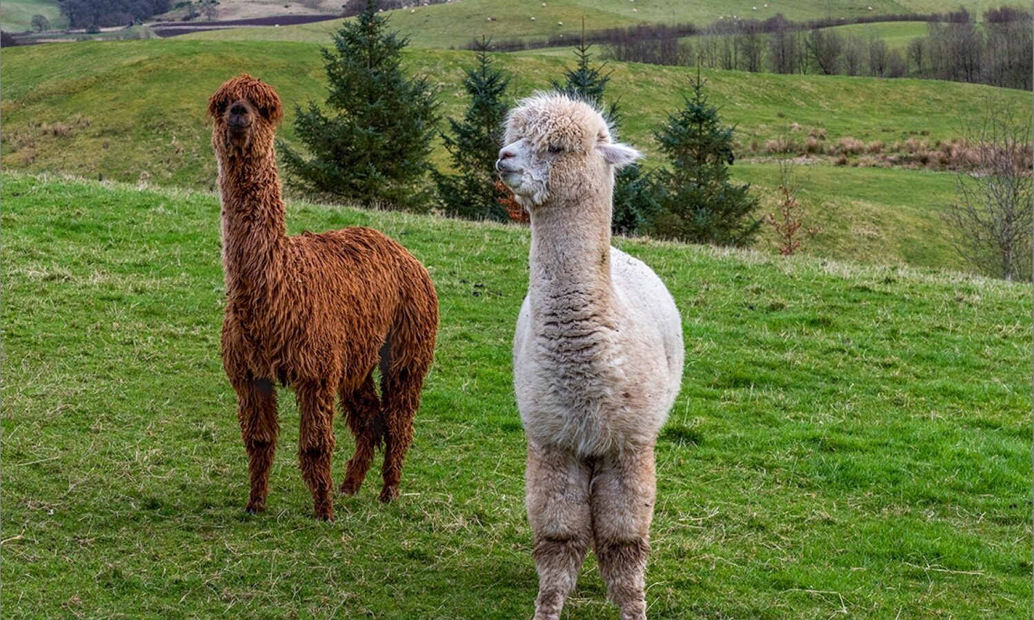 Two alpacas stand on a grassy hill, overlooking the scenic landscape of Craighead Howf with its rolling fields and evergreen trees in the background.