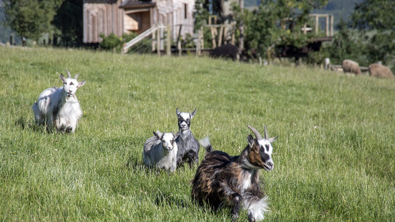 Four goats frolic on a grassy field with wooden buildings and trees in the background, capturing the essence of Craighead Howf's unique accommodation style near Stirling.