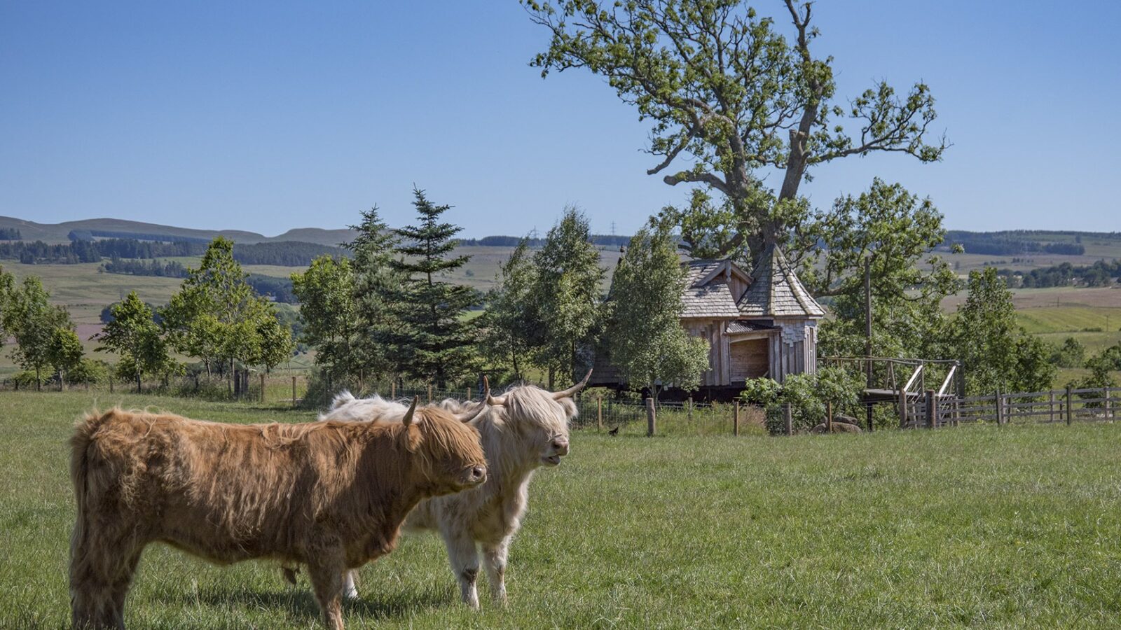 Two Highland cows stand in a grassy field at the picturesque Craighead Howf, a sought-after destination with trees and a small wooden structure dotting the landscape under a clear blue sky.