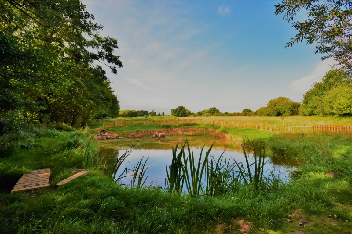 A serene pond in Medley Meadow, surrounded by lush greenery and trees, with a wooden platform under the clear blue sky.