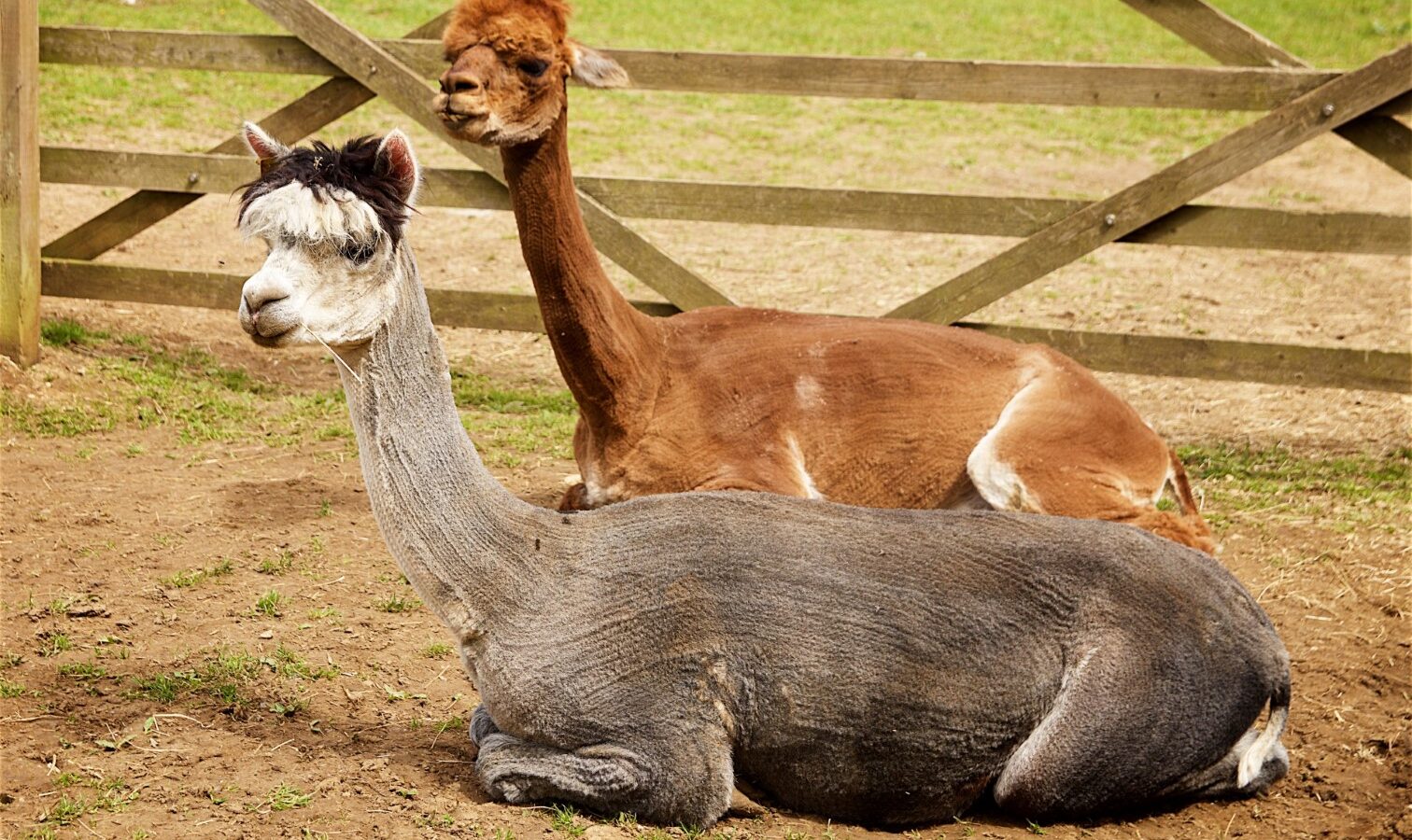 Two alpacas with shaved bodies rest on the ground near a wooden fence, one brown and one gray, with a grassy field in the background. This tranquil scene is just a short stroll from Jess' Rental Treehouse, where guests can immerse themselves in nature's embrace.