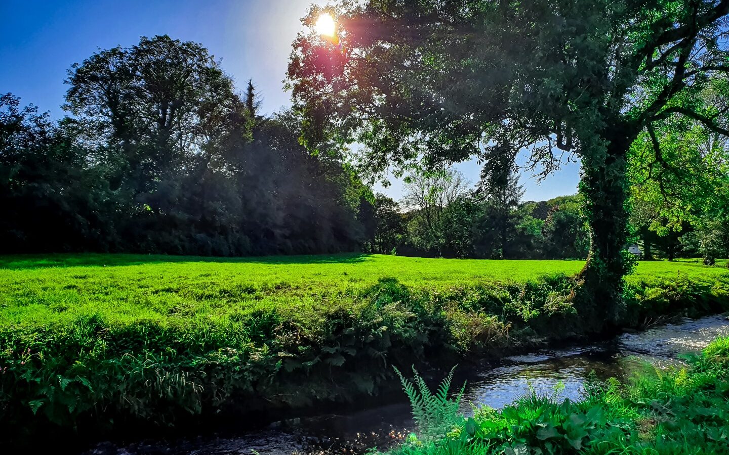 A serene landscape in Devon features a sunlit green field bordered by a stream. Trees surround the scene, with sunlight filtering through their branches, casting shadows on the grass. The bright blue sky enhances the peaceful setting near a cosy cowshed where nature quietly thrives.