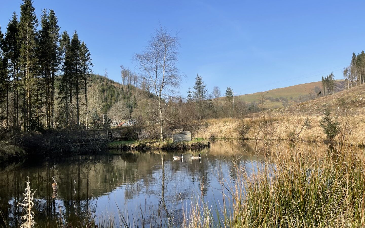 A serene pond surrounded by trees and hills under a clear blue sky, nestled in the tranquility of Trallwm Forest. A few birds glide gracefully on the water, creating an idyllic scene reminiscent of the peaceful charm found near Trallwm Cottages.