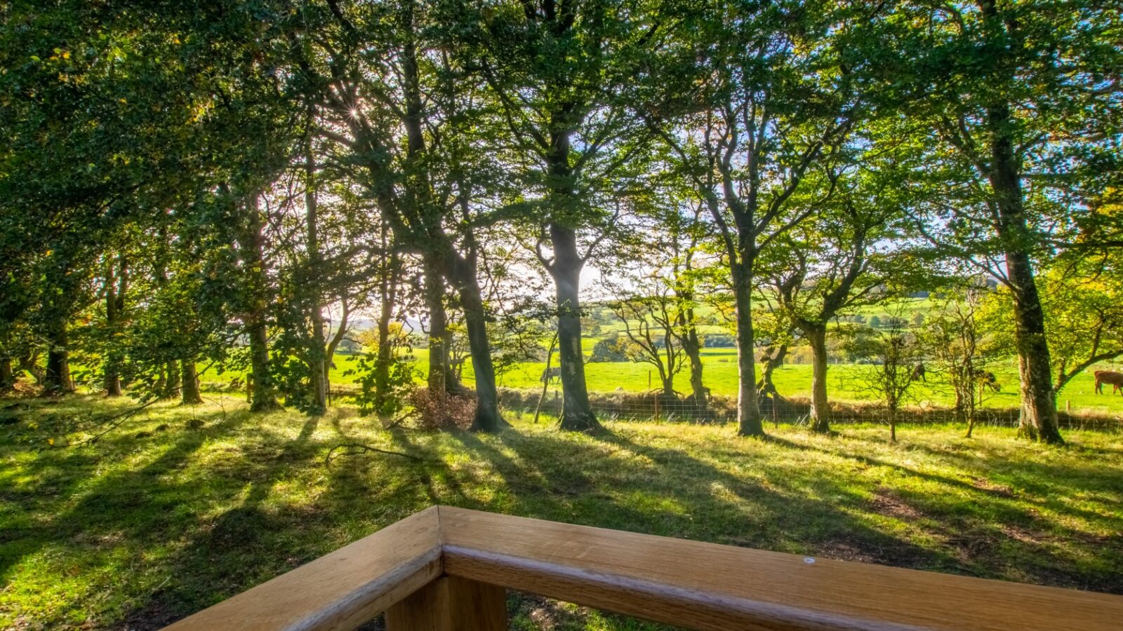 A scenic view of a sunlit forest, with sunlight streaming through the leaves of tall trees. In the distance, a lush, green field beckons at Porth Eryri. The corner of a wooden deck is in the foreground, capturing the tranquil atmosphere ideal for glamping enthusiasts.