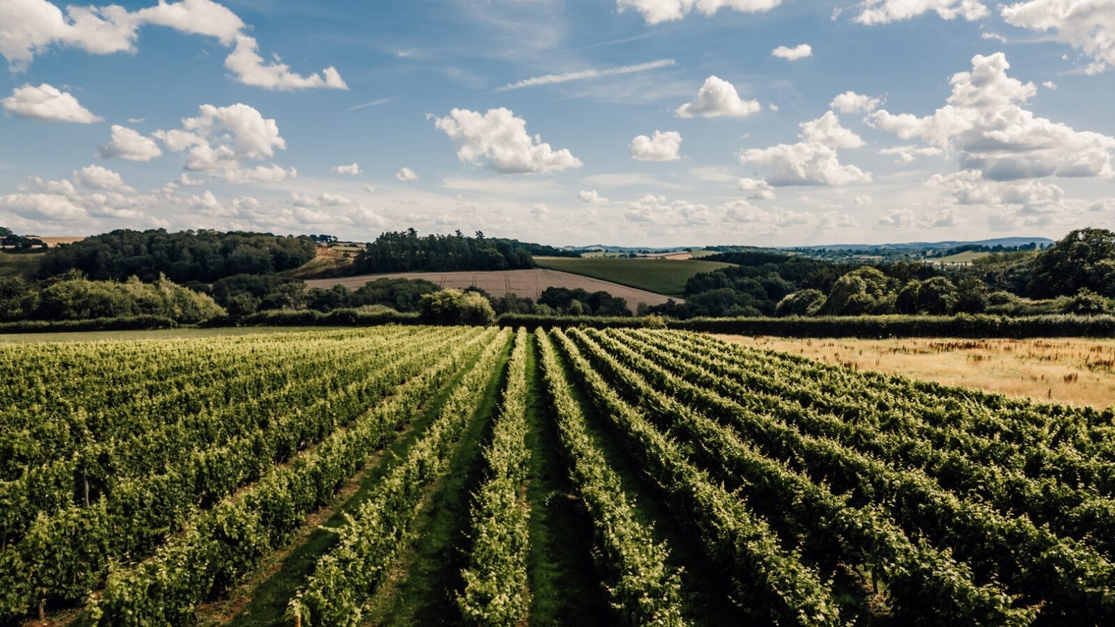 A vineyard stretches into the distance under a partly cloudy sky, bordered by trees and rolling hills. Nestled among this picturesque landscape are luxury lodges from Stars and Vines, offering an exquisite retreat for those seeking serenity and sophistication.