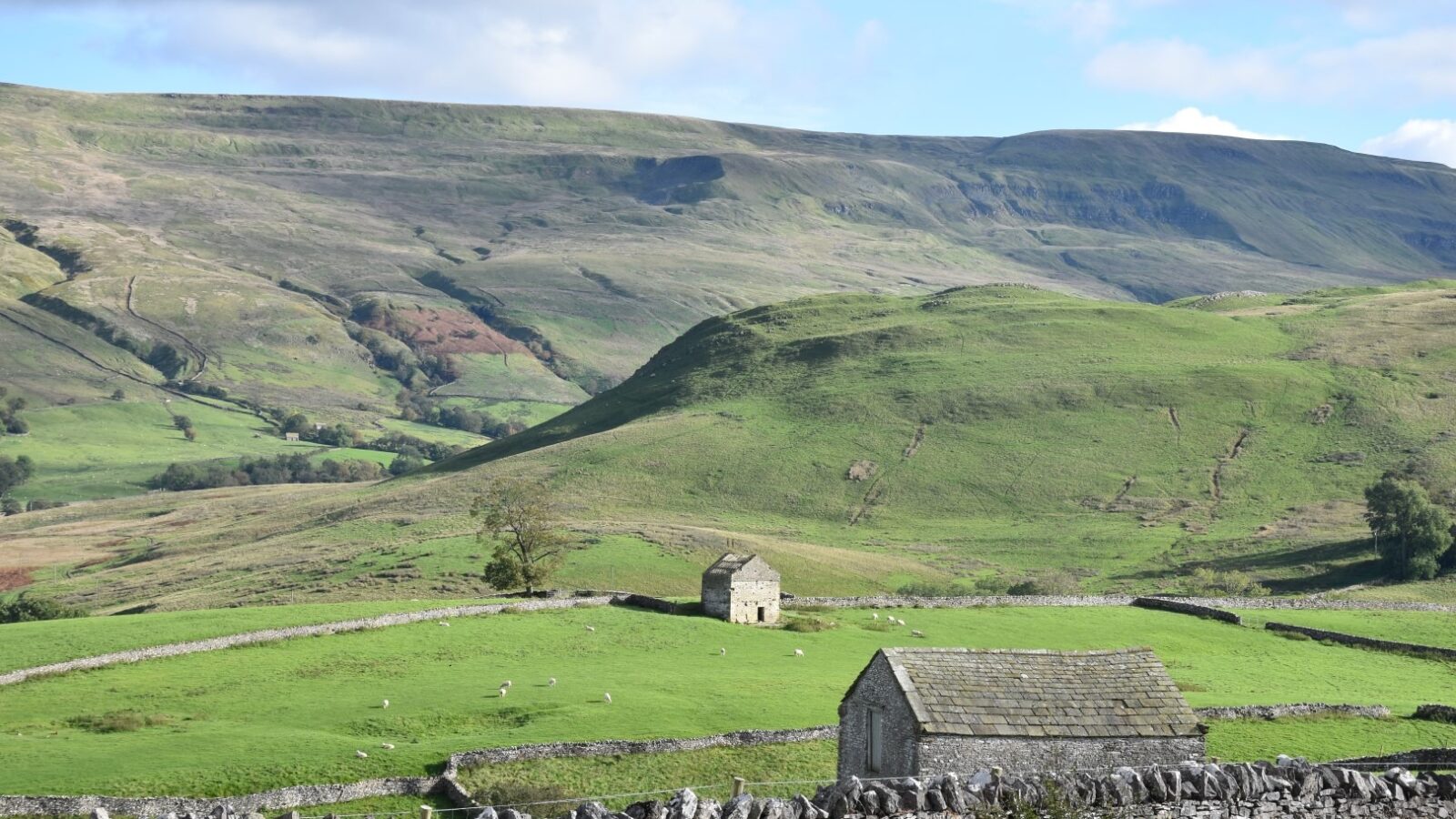 Scenic valley landscape with undulating green hills, two stone barns, and stone walls. Sheep graze on lush fields, including lambs during the lively lambing season. A few trees dot the area, while a nearby holiday cottage offers a serene stay under a partly cloudy sky casting soft shadows on the terrain.