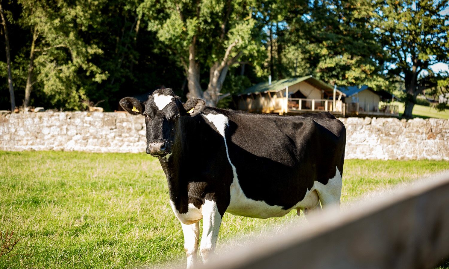 A black and white cow stands in a grassy field at Sweeney Farm, with a stone wall and trees in the background. A wooden cabin, perfect for glamping, is partially visible under the trees on this sunny day.