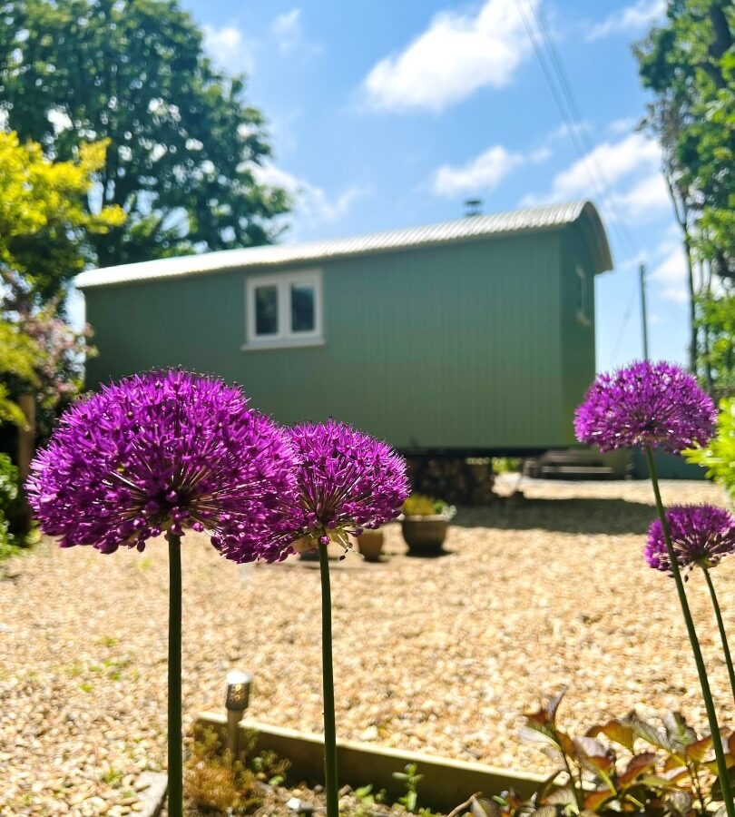 The Green Hut, a green tiny house on wheels, is set in a sunny, landscaped yard with a gravel ground. Purple allium flowers are in the foreground. Blue sky and some trees are visible in the background.