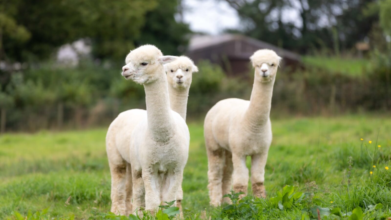 Three white alpacas stand gracefully on a grassy field, with trees and a charming building in the background, resembling a peaceful pod gathering in nature's embrace.