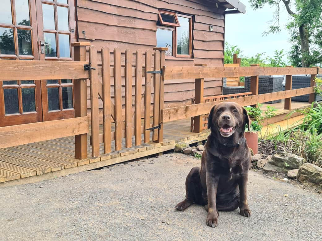 A chocolate Labrador lounges in front of a woodland cabin with a fenced porch, perfect for peaceful escapes on a clear day.