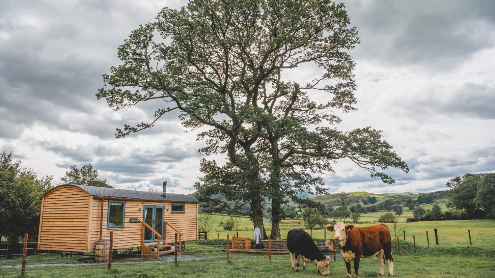 A small wooden house, nestled in The Vale, stands beside a large tree in a fenced field where two cows graze peacefully in the foreground.