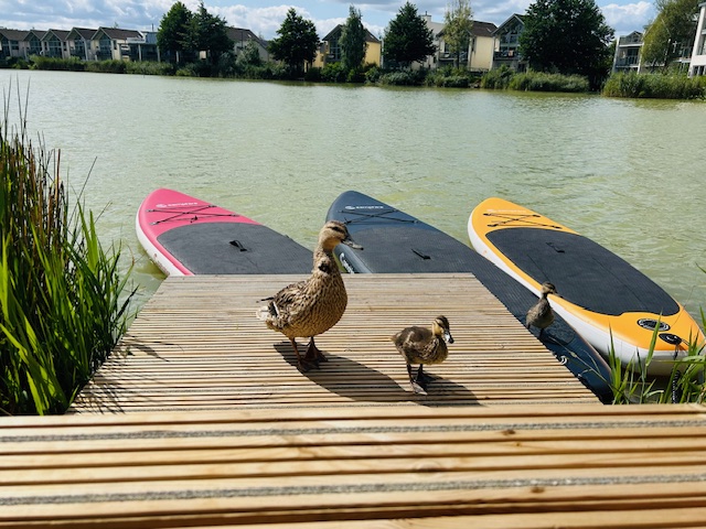 Ducks stand on a wooden dock by the lake on Lamplight Island, with three paddleboards in vibrant pink, sleek black, and sunny yellow. Charming houses are visible in the background.