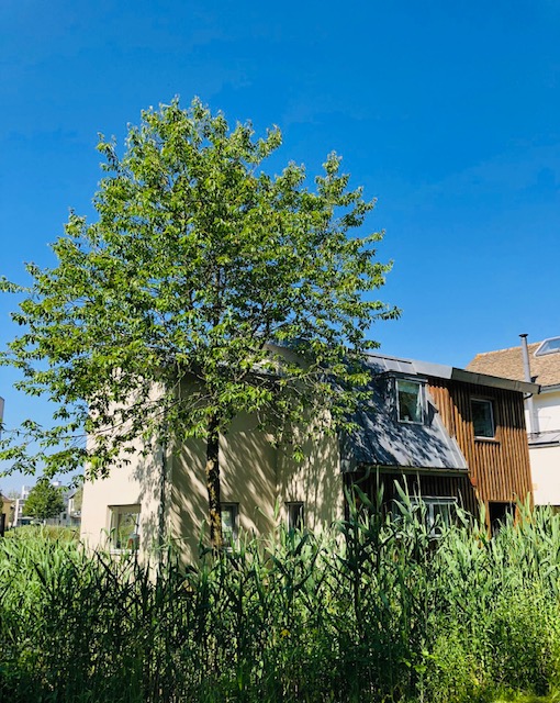 The two-story modern house on Lamplight Island boasts wooden accents, surrounded by tall grass and a leafy tree, all under the clear blue sky.