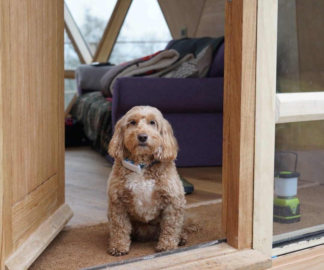 A small brown dog sits by The Nova Dome at The Fold, a geodesic wooden cabin with a purple sofa inside.