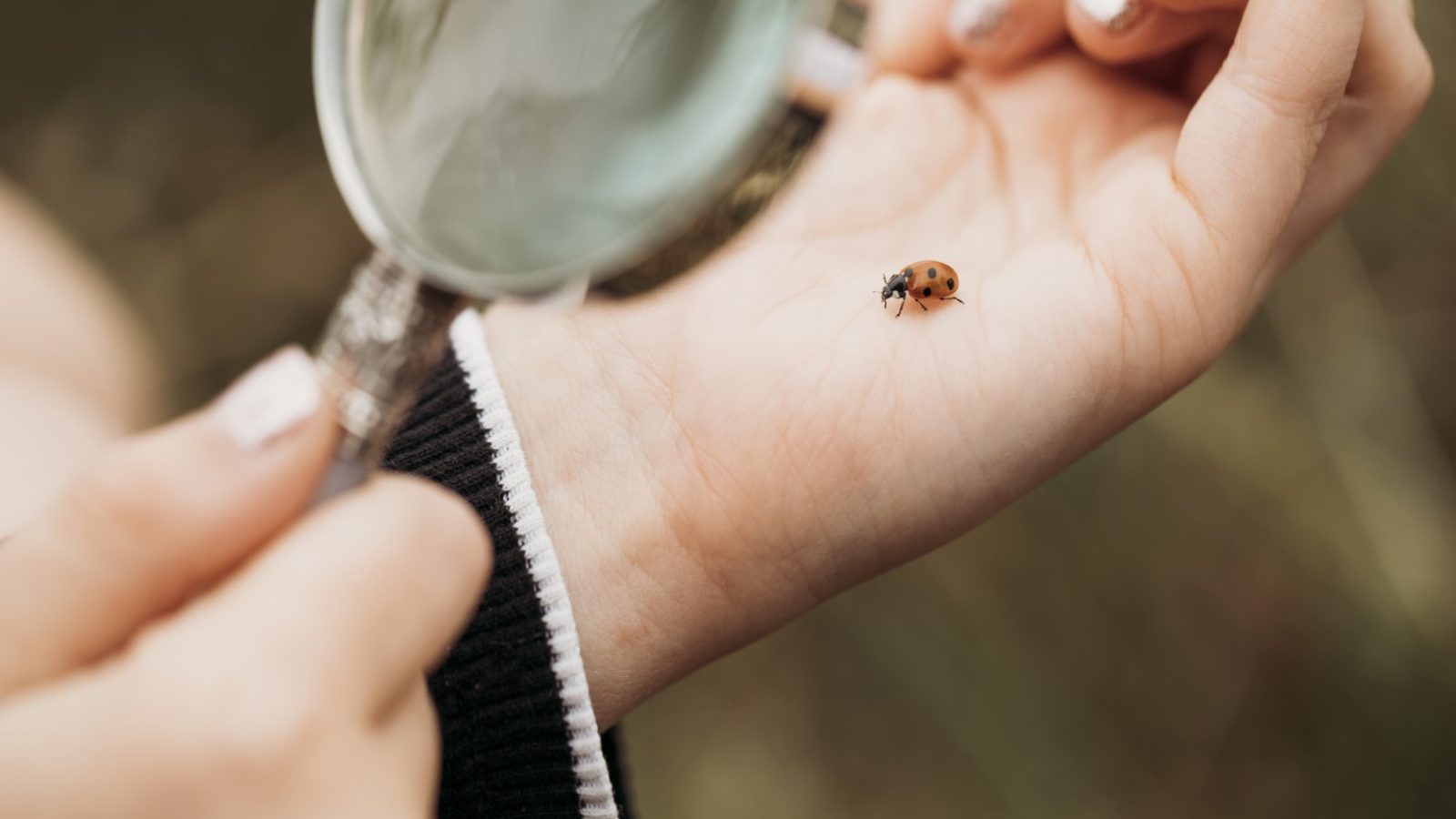 A close-up of a person's hand holding a ladybug while a magnifying glass hovers over it, focusing on the insect. The person's nails are painted silver, and they are wearing a black and white sleeve. The blurred background hints at an outdoor setting, perhaps near a safari tent.