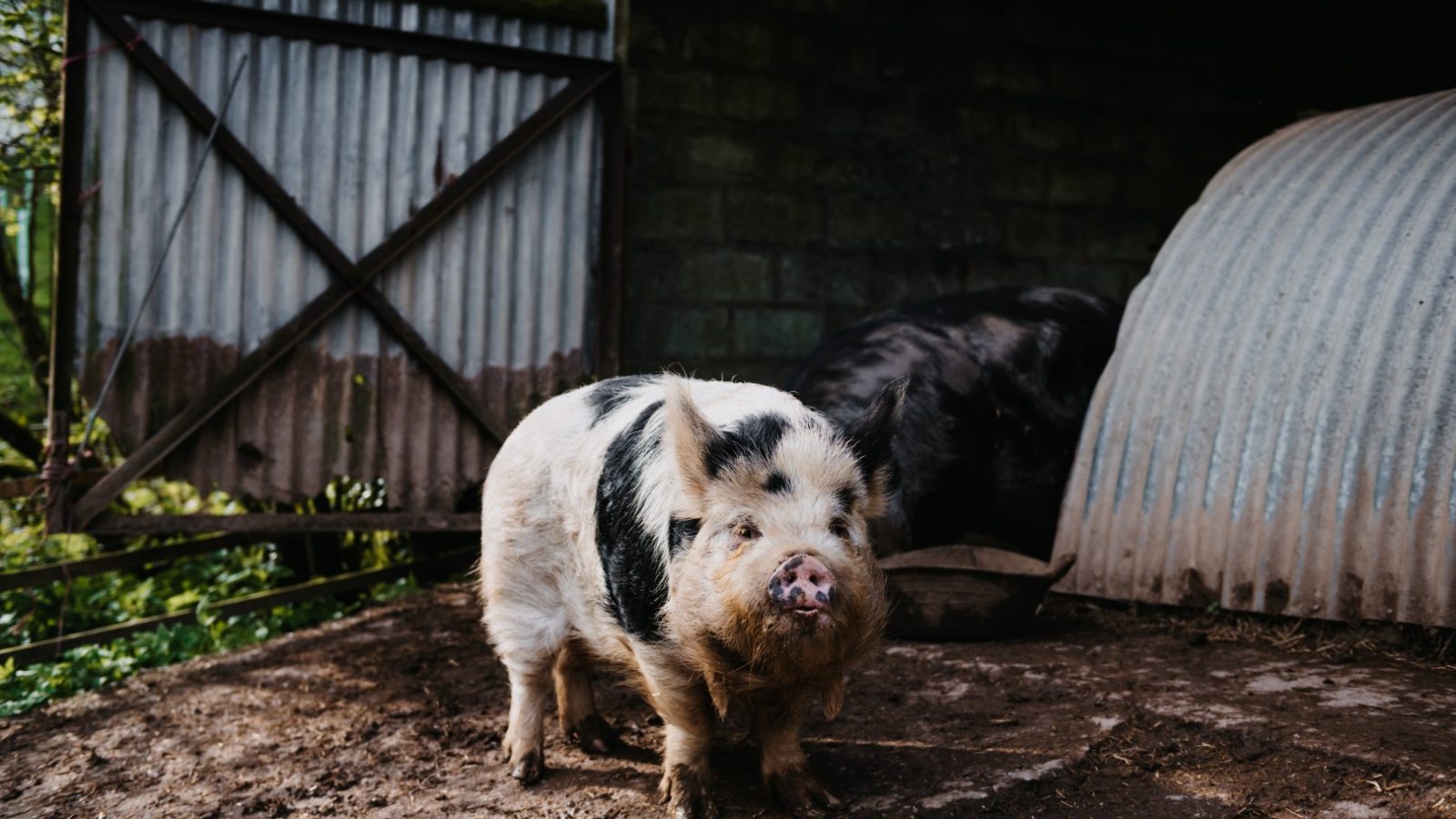 A fluffy black and white pig stands in a muddy area in front of a corrugated metal structure, with another pig partially visible in the background. The rustic pig pen, surrounded by elements of flora and fauna, features both metal and wooden components.