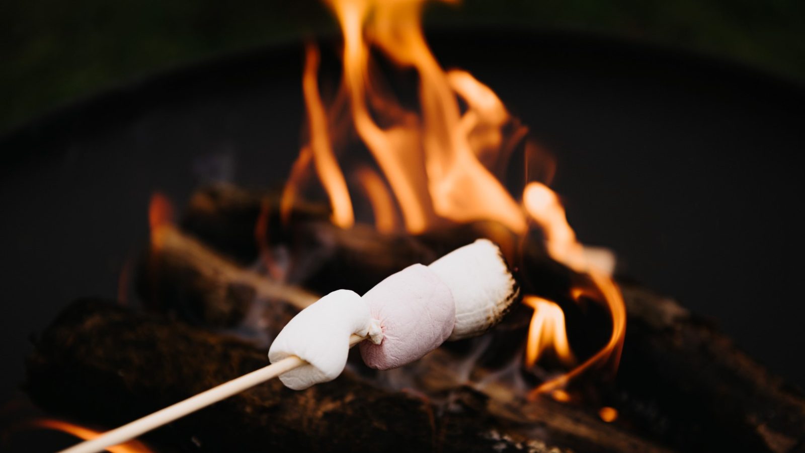 A close-up of two marshmallows being roasted over an open campfire on a wooden stick, with the flickering flames and logs in the background creating a warm and cozy atmosphere amidst the surrounding flora.