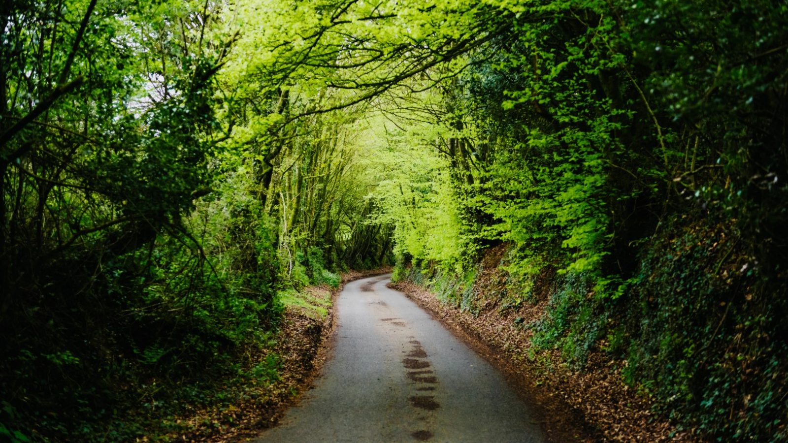 A narrow asphalt road winds through a lush, green forest. Overhanging tree branches form a canopy above the road, casting dappled shadows on the path. The ground on either side is covered with fallen leaves and dense, thriving flora, creating a serene nature escape.