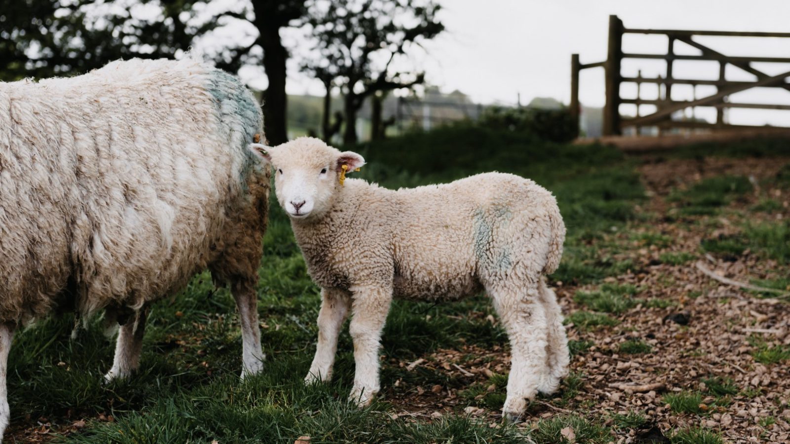 A lamb stands close to an adult sheep in a grassy area with dirt patches. There is a wooden gate and trees in the background, showcasing the beauty of nature. The lamb has its head turned slightly towards the camera, highlighting both animals adorned with green markings on their wool.