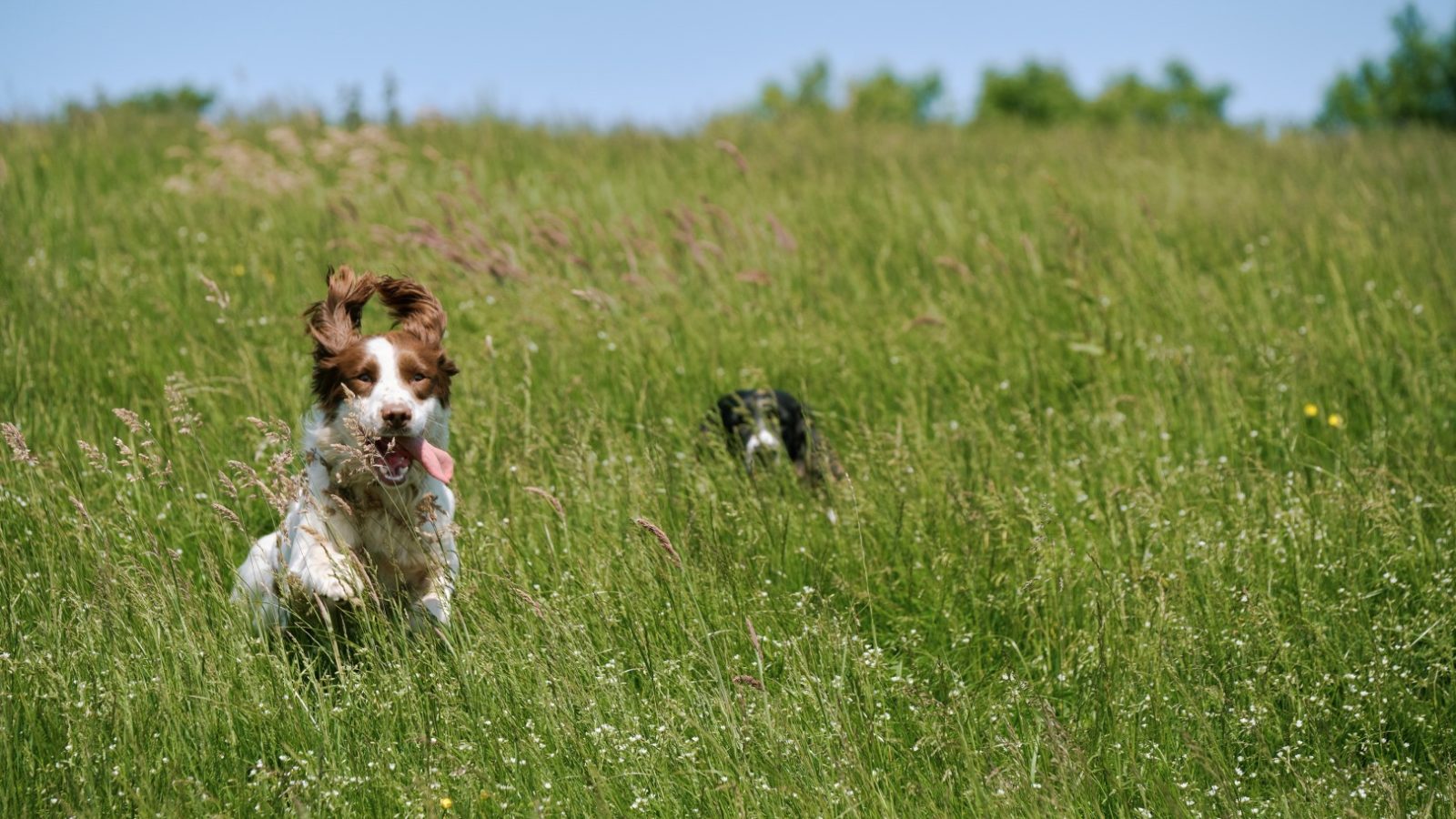 A brown and white dog with its tongue out runs through a grassy field at Gwelva Hills Lodges, with another dog partially visible in the background. The field is lush with green grass and wildflowers, and the sky is clear and blue.