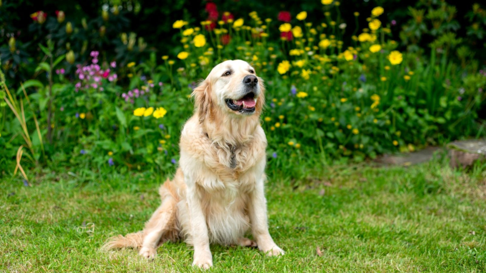 A Golden Retriever sits on a grassy lawn in front of Sara's Cottage, where a colorful garden boasts blooming flowers in various shades of yellow, red, and pink. The dog looks content with its mouth open, appearing to be smiling.